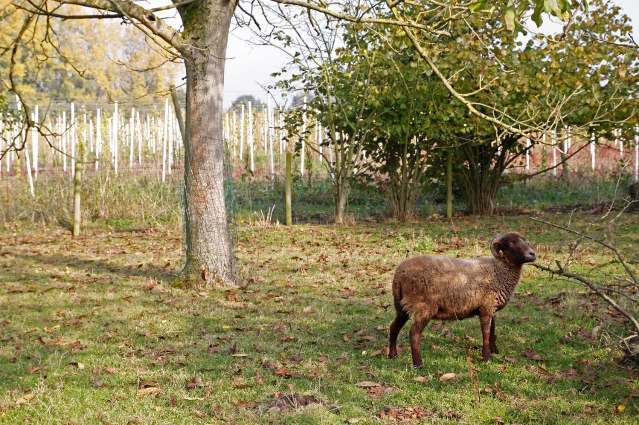 Hof Van Loverrijk Bed & Breakfast Lier Bagian luar foto
